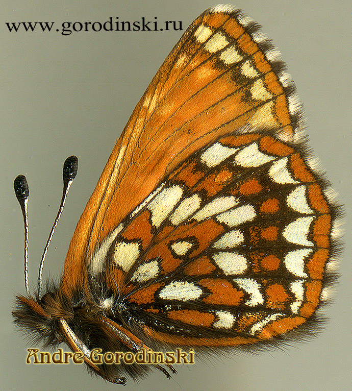 http://www.gorodinski.ru/nymphalidae/Melitaea leechi.jpg